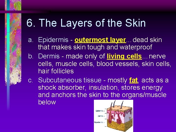 6. The Layers of the Skin a. Epidermis - outermost layer…dead skin that makes