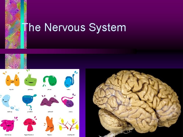 The Nervous System 