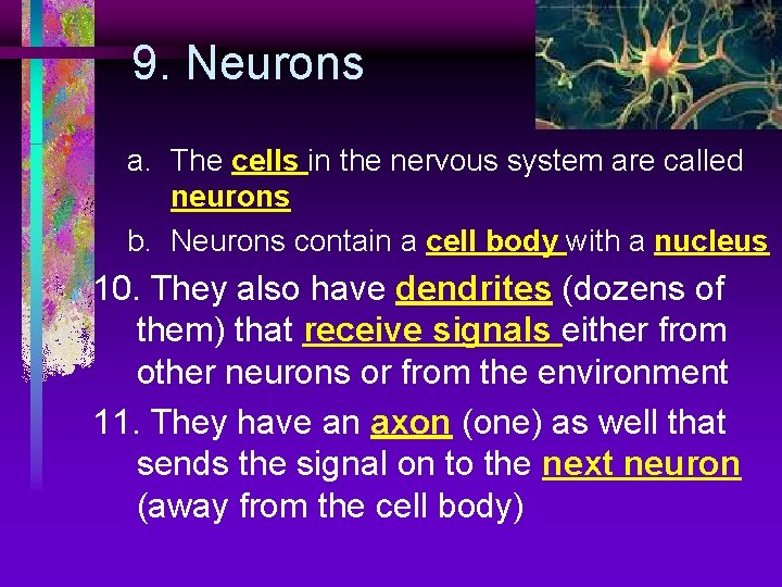 9. Neurons a. The cells in the nervous system are called neurons b. Neurons