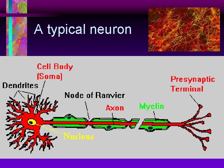A typical neuron 