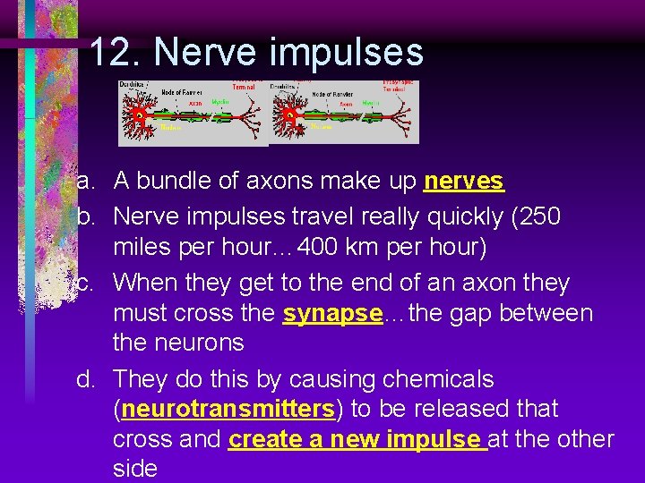 12. Nerve impulses a. A bundle of axons make up nerves b. Nerve impulses