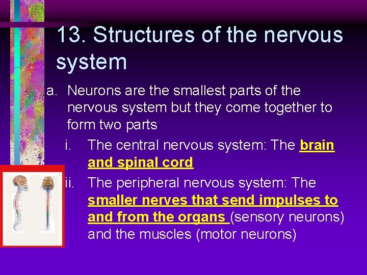 13. Structures of the nervous system a. Neurons are the smallest parts of the