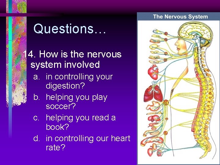 Questions… 14. How is the nervous system involved a. in controlling your digestion? b.