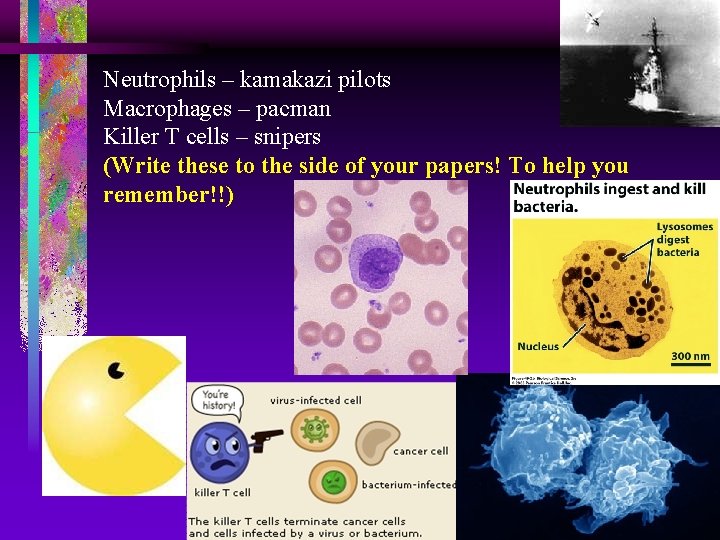 Neutrophils – kamakazi pilots Macrophages – pacman Killer T cells – snipers (Write these