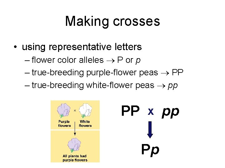 Making crosses • using representative letters – flower color alleles P or p –