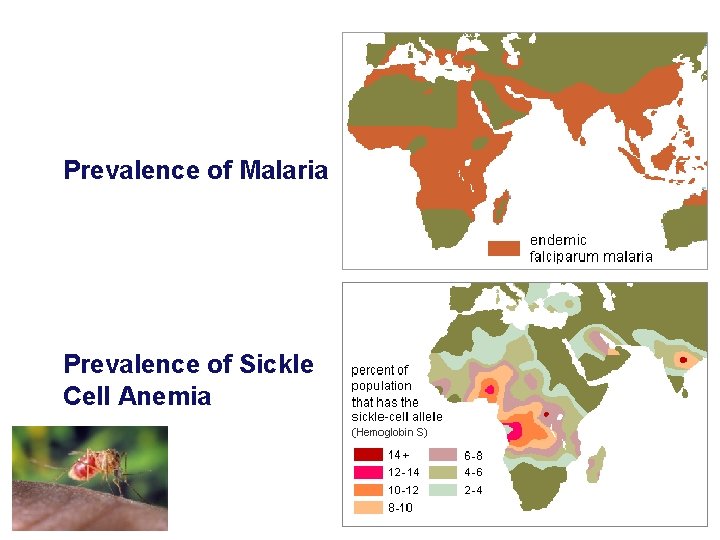 Prevalence of Malaria Prevalence of Sickle Cell Anemia 
