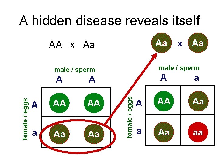 A hidden disease reveals itself Aa AA x Aa A AA AA a Aa