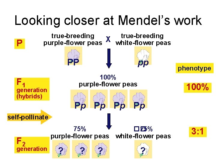 Looking closer at Mendel’s work P true-breeding purple-flower peas X white-flower peas PP pp