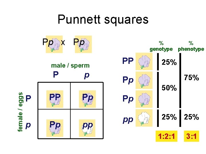 Punnett squares Pp x Pp male / sperm female / eggs P P p