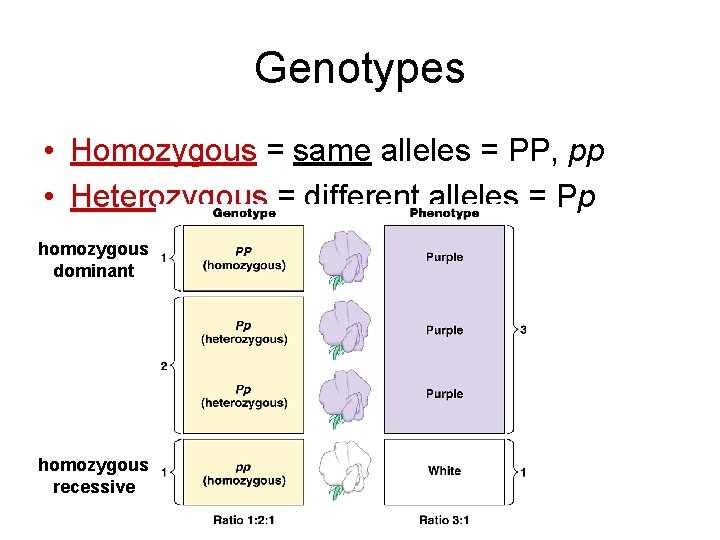 Genotypes • Homozygous = same alleles = PP, pp • Heterozygous = different alleles