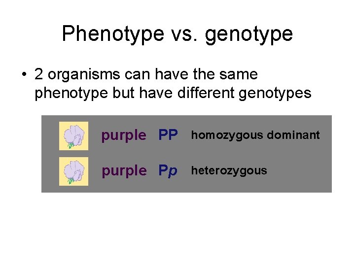 Phenotype vs. genotype • 2 organisms can have the same phenotype but have different