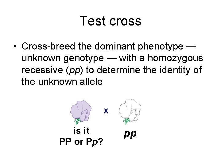 Test cross • Cross-breed the dominant phenotype — unknown genotype — with a homozygous
