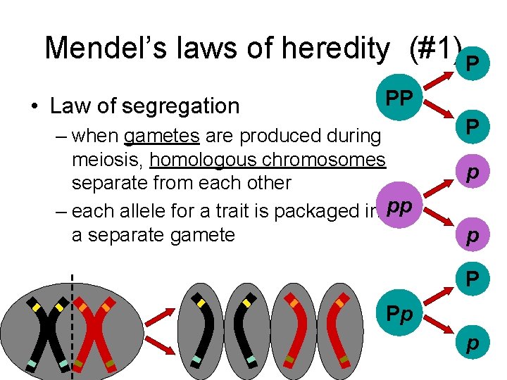 Mendel’s laws of heredity (#1) P • Law of segregation PP – when gametes