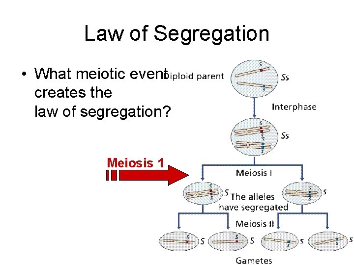 Law of Segregation • What meiotic event creates the law of segregation? Meiosis 1