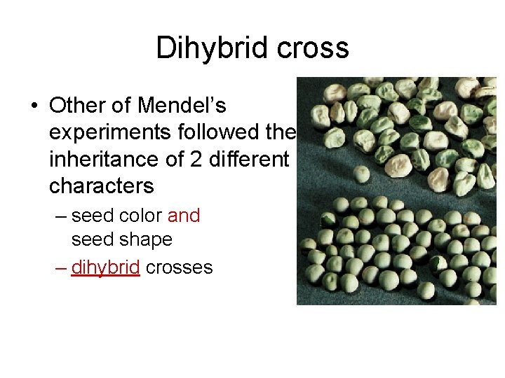 Dihybrid cross • Other of Mendel’s experiments followed the inheritance of 2 different characters