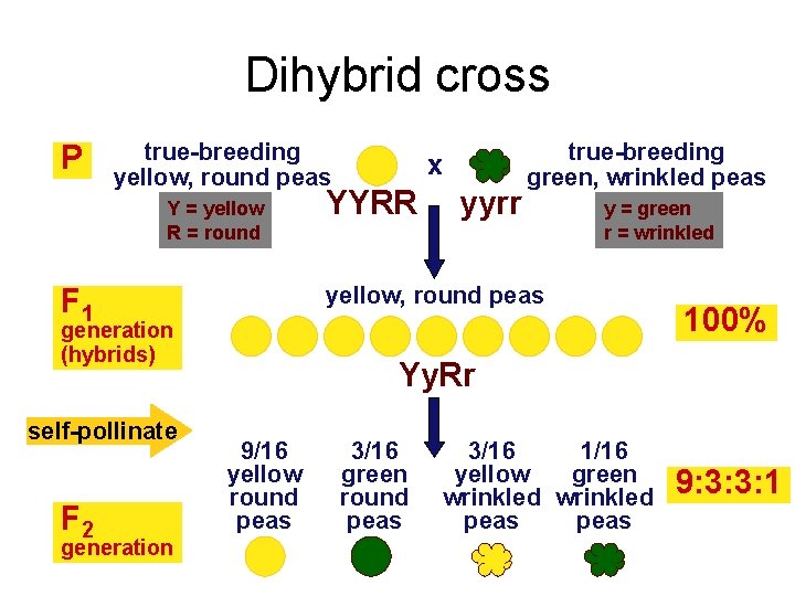 Dihybrid cross P true-breeding yellow, round peas Y = yellow R = round generation
