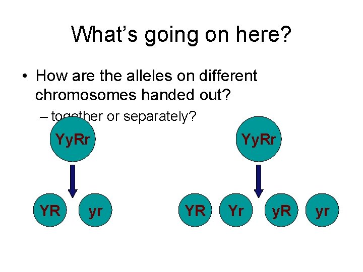 What’s going on here? • How are the alleles on different chromosomes handed out?