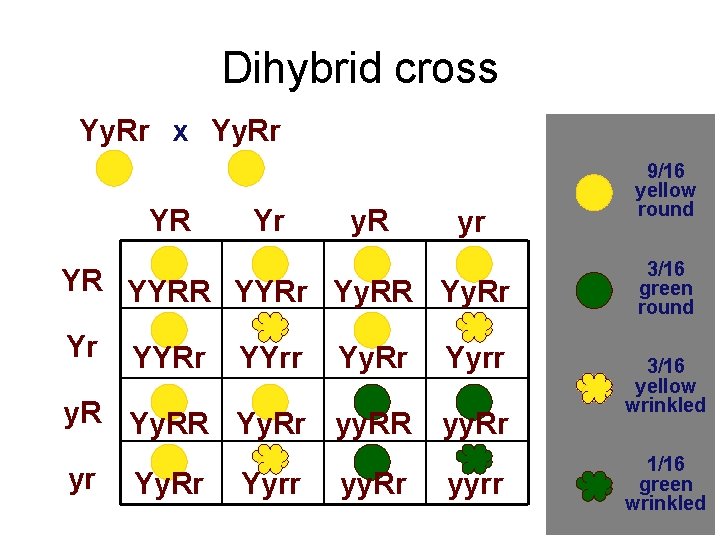 Dihybrid cross Yy. Rr x Yy. Rr YR Yr y. R yr YR YYRr