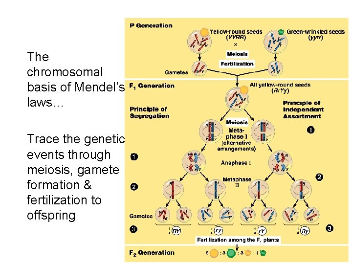 The chromosomal basis of Mendel’s laws… Trace the genetic events through meiosis, gamete formation