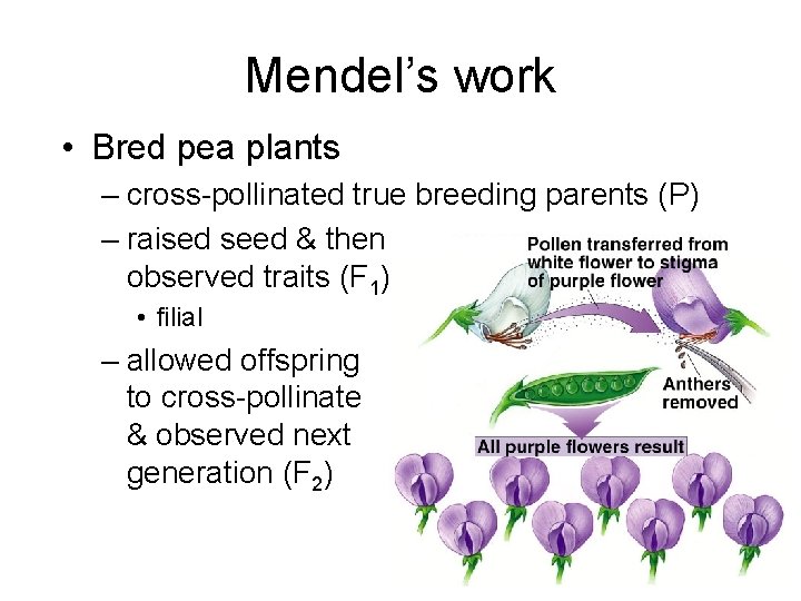 Mendel’s work • Bred pea plants – cross-pollinated true breeding parents (P) – raised