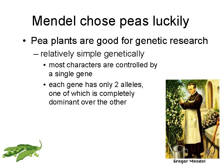 Mendel chose peas luckily • Pea plants are good for genetic research – relatively