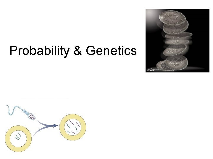 Probability & Genetics 