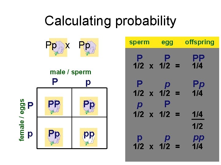 Calculating probability Pp x Pp male / sperm P p sperm egg offspring P
