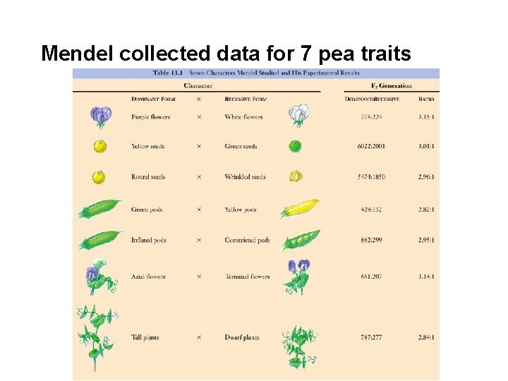 Mendel collected data for 7 pea traits 