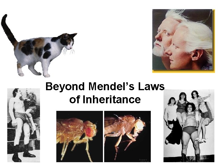 Beyond Mendel’s Laws of Inheritance 
