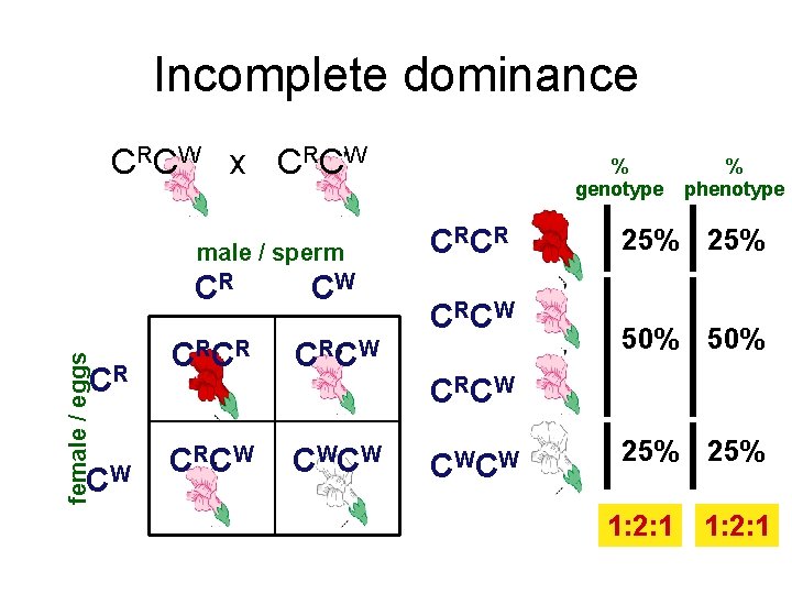 Incomplete dominance C RC W x C RC W female / eggs male /