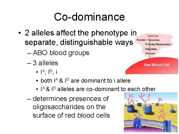 Co-dominance • 2 alleles affect the phenotype in separate, distinguishable ways – ABO blood
