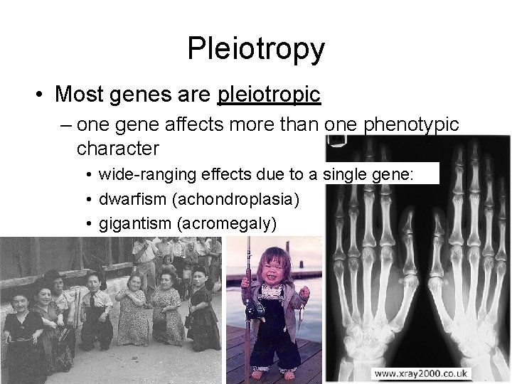 Pleiotropy • Most genes are pleiotropic – one gene affects more than one phenotypic