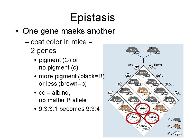 Epistasis • One gene masks another – coat color in mice = 2 genes