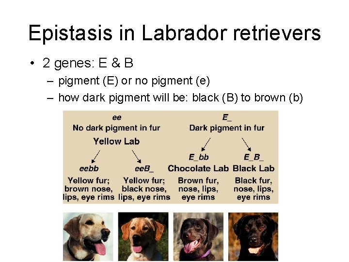Epistasis in Labrador retrievers • 2 genes: E & B – pigment (E) or
