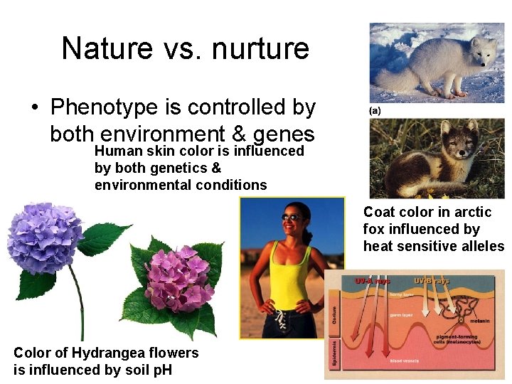 Nature vs. nurture • Phenotype is controlled by both environment & genes Human skin