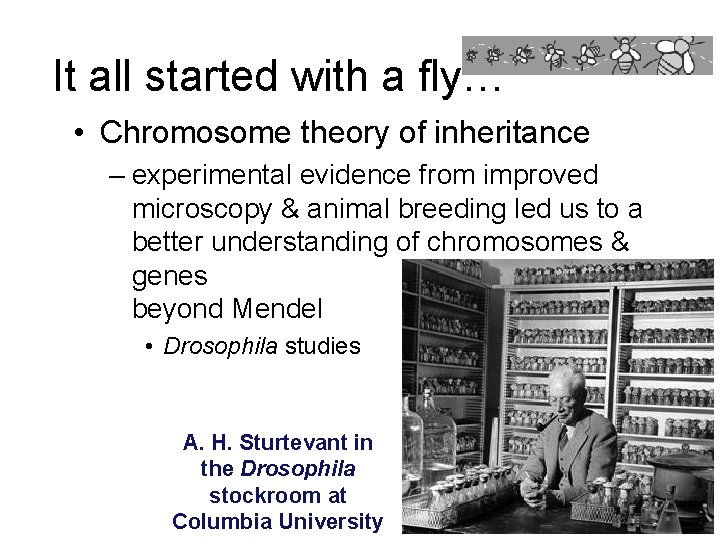 It all started with a fly… • Chromosome theory of inheritance – experimental evidence