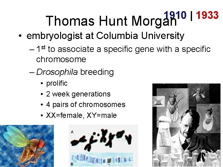 1910 | 1933 Thomas Hunt Morgan • embryologist at Columbia University – 1 st