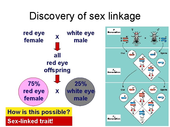 Discovery of sex linkage red eye female x white eye male all red eye