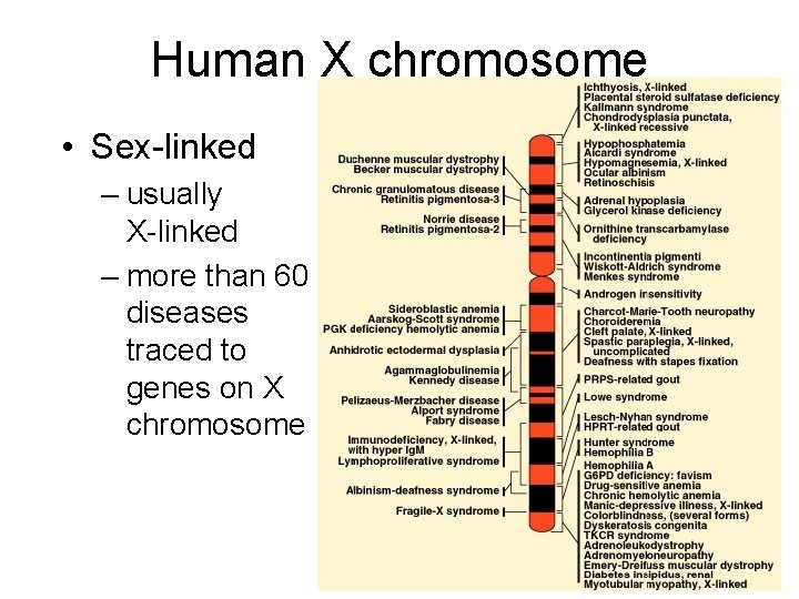 Human X chromosome • Sex-linked – usually X-linked – more than 60 diseases traced