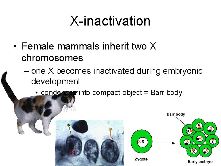 X-inactivation • Female mammals inherit two X chromosomes – one X becomes inactivated during