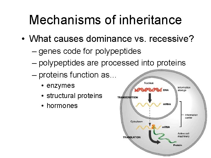 Mechanisms of inheritance • What causes dominance vs. recessive? – genes code for polypeptides