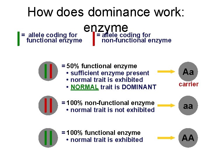 How does dominance work: enzyme = allele coding for functional enzyme non-functional enzyme =
