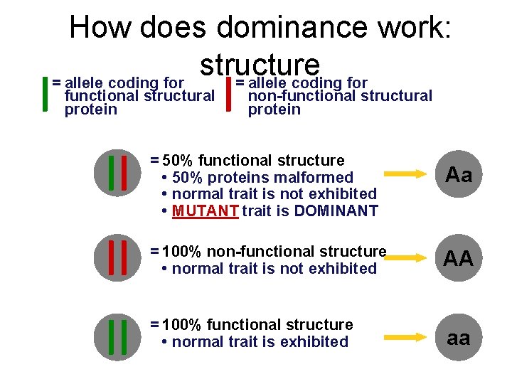 How does dominance work: structure = allele coding for functional structural protein non-functional structural