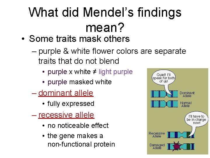 What did Mendel’s findings mean? • Some traits mask others – purple & white
