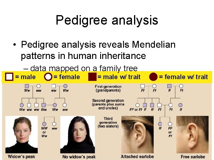 Pedigree analysis • Pedigree analysis reveals Mendelian patterns in human inheritance – data mapped