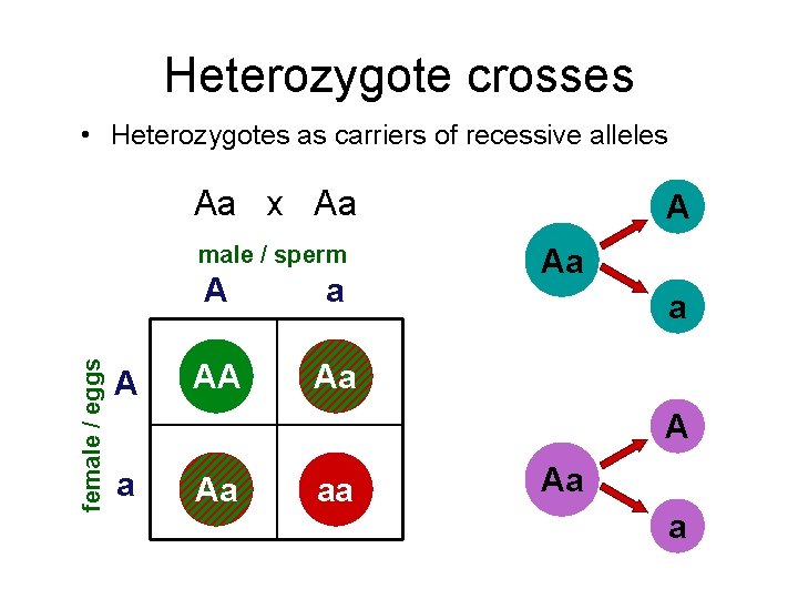 Heterozygote crosses • Heterozygotes as carriers of recessive alleles Aa x Aa female /
