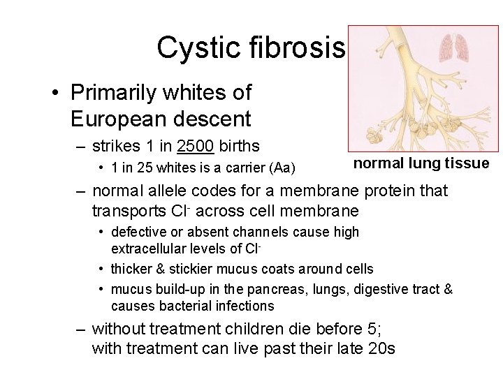 Cystic fibrosis • Primarily whites of European descent – strikes 1 in 2500 births