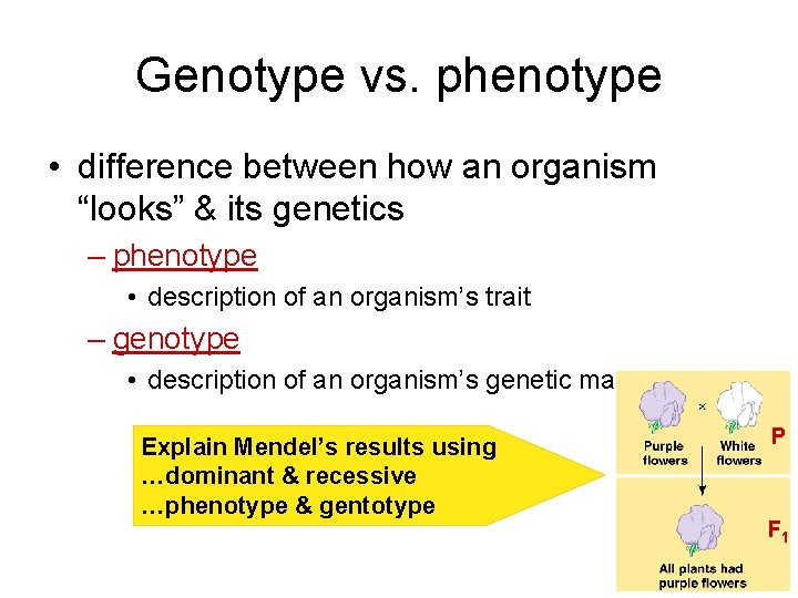 Genotype vs. phenotype • difference between how an organism “looks” & its genetics –