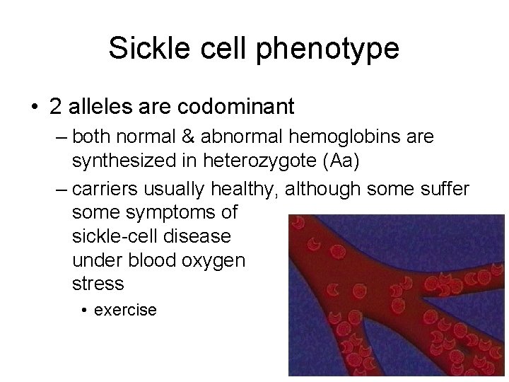 Sickle cell phenotype • 2 alleles are codominant – both normal & abnormal hemoglobins