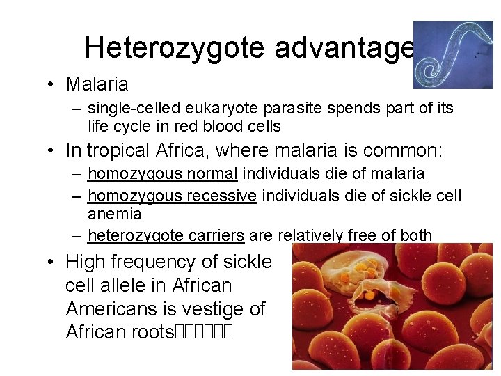 Heterozygote advantage • Malaria – single-celled eukaryote parasite spends part of its life cycle